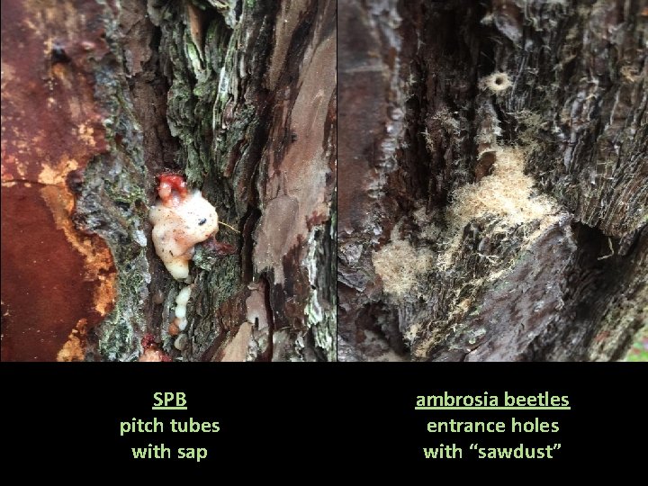 SPB pitch tubes with sap ambrosia beetles entrance holes with “sawdust” 