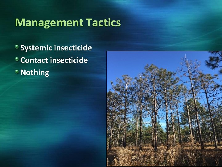 Management Tactics Systemic insecticide Contact insecticide Nothing 