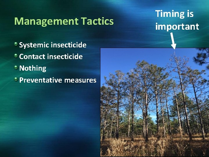 Management Tactics Systemic insecticide Contact insecticide Nothing Preventative measures Timing is important 