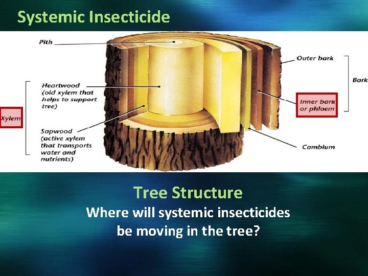 Systemic Insecticide Tree Structure Where will systemic insecticides be moving in the tree? 