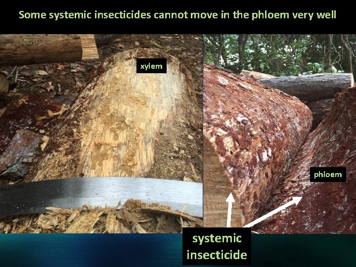 Some systemic insecticides cannot move in the phloem very well xylem phloem systemic insecticide