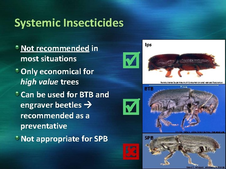 Systemic Insecticides Not recommended in most situations Only economical for high value trees Can