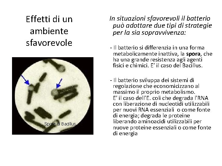 Effetti di un ambiente sfavorevole Spore di Bacillus In situazioni sfavorevoli il batterio può