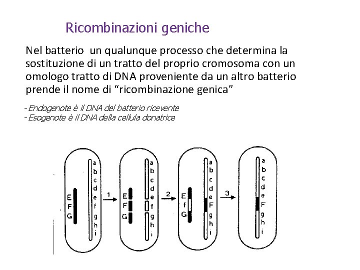Ricombinazioni geniche Nel batterio un qualunque processo che determina la sostituzione di un tratto