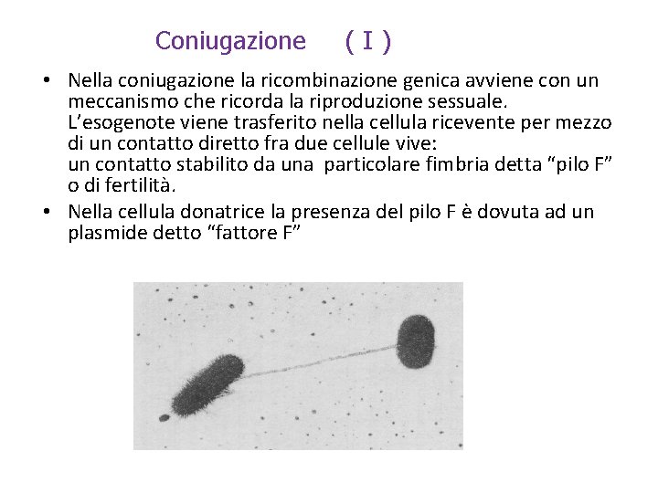 Coniugazione (I) • Nella coniugazione la ricombinazione genica avviene con un meccanismo che ricorda