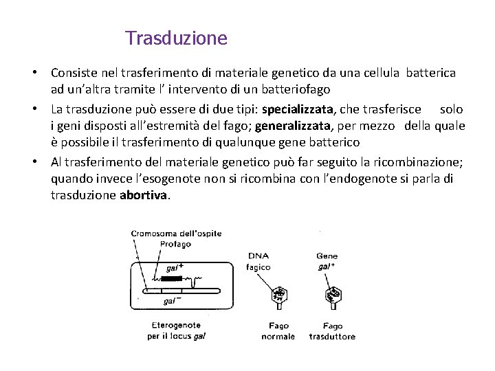 Trasduzione • Consiste nel trasferimento di materiale genetico da una cellula batterica ad un’altra