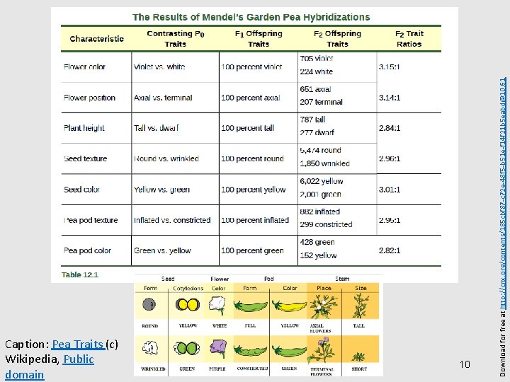 Caption: Pea Traits (c) Wikipedia, Public domain Download for free at http: //cnx. org/contents/185