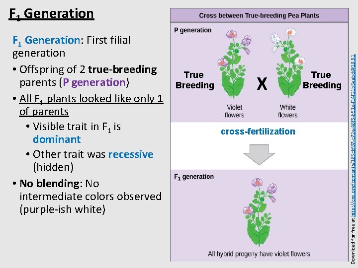 F 1 Generation: First filial generation • Offspring of 2 true-breeding parents (P generation)