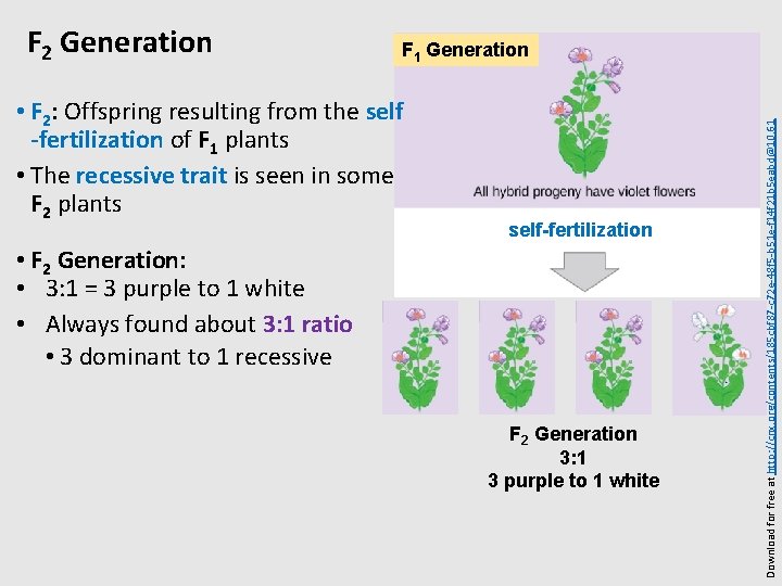 F 1 Generation • F 2: Offspring resulting from the self -fertilization of F