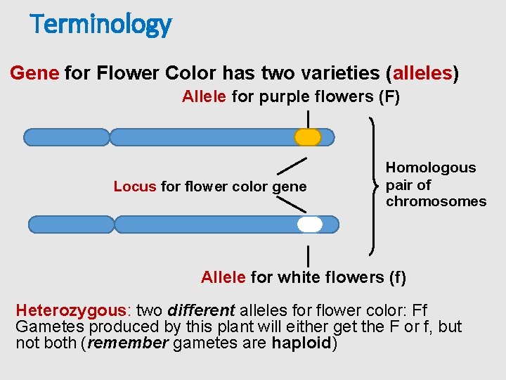 Terminology Gene for Flower Color has two varieties (alleles) Allele for purple flowers (F)