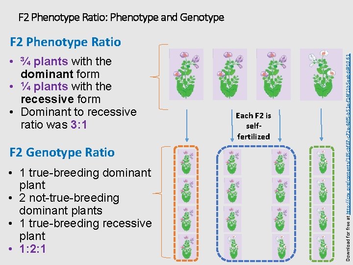 F 2 Phenotype Ratio: Phenotype and Genotype • ¾ plants with the dominant form
