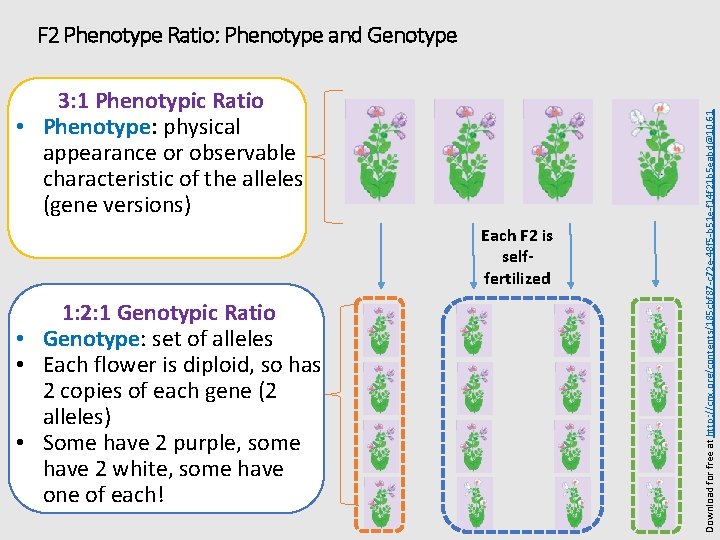 3: 1 Phenotypic Ratio • Phenotype: physical appearance or observable characteristic of the alleles