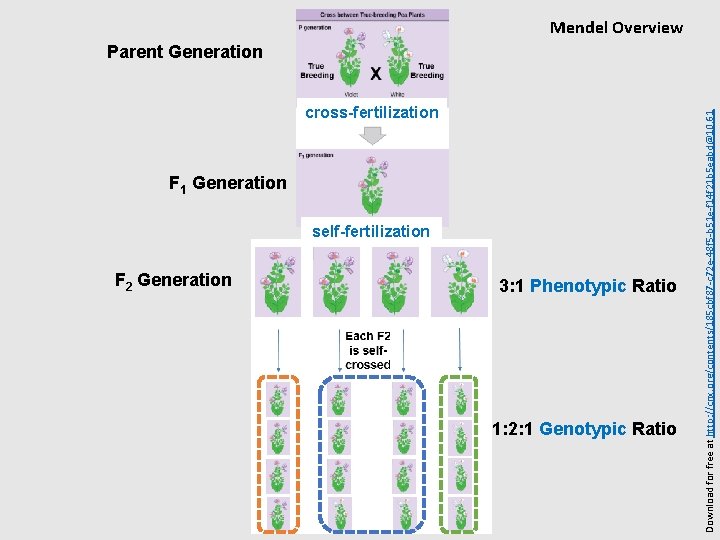 Mendel Overview cross-fertilization F 1 Generation self-fertilization F 2 Generation 3: 1 Phenotypic Ratio