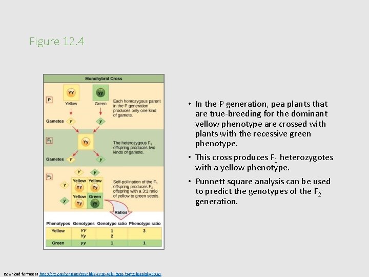 Figure 12. 4 • In the P generation, pea plants that are true-breeding for