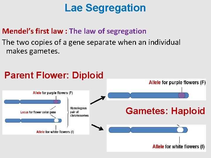 Lae Segregation Mendel’s first law : The law of segregation The two copies of