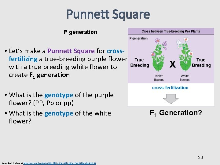 Punnett Square P generation • Let’s make a Punnett Square for crossfertilizing a true-breeding