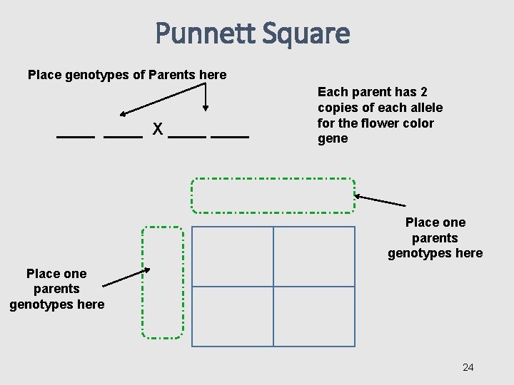 Punnett Square Place genotypes of Parents here ____ X ____ Each parent has 2