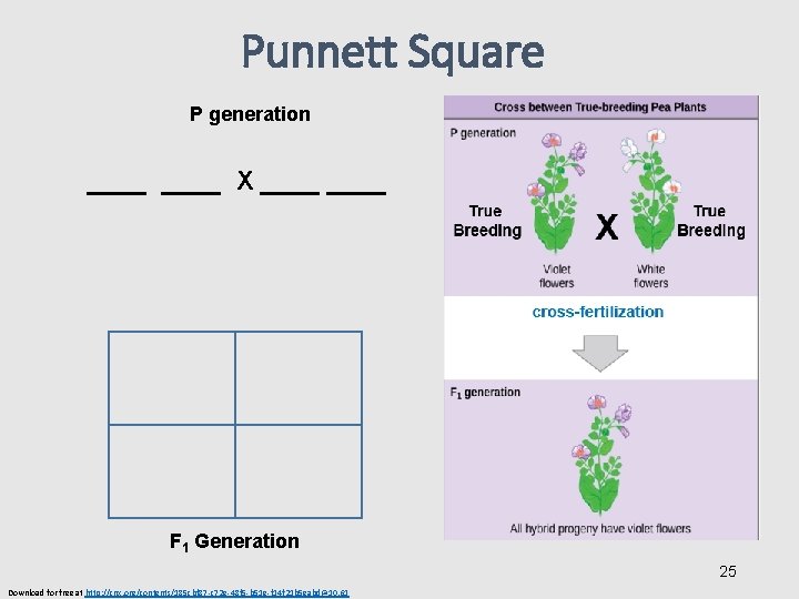 Punnett Square P generation ____ X ____ F 1 Generation 25 Download for free