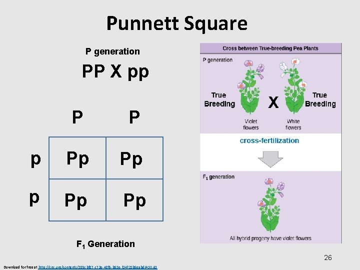 Punnett Square P generation PP X pp P P p Pp Pp F 1