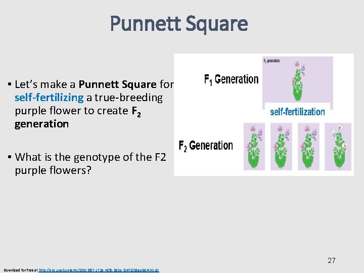 Punnett Square • Let’s make a Punnett Square for self-fertilizing a true-breeding purple flower