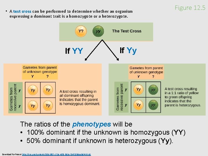  • A test cross can be performed to determine whether an organism expressing