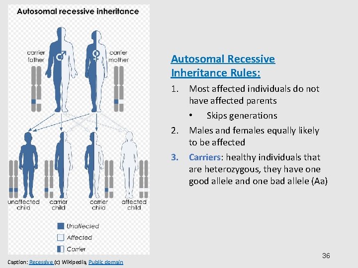 Autosomal Recessive Inheritance Rules: 1. Most affected individuals do not have affected parents •