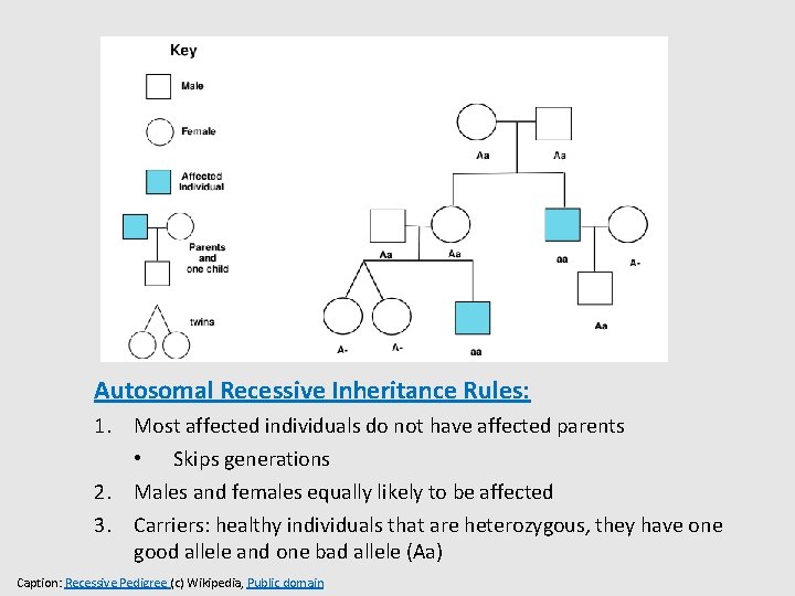 Autosomal Recessive Inheritance Rules: 1. Most affected individuals do not have affected parents •