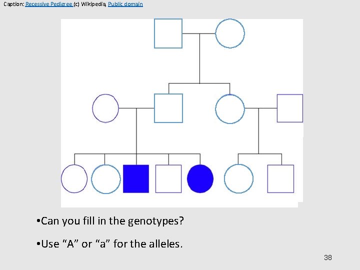 Caption: Recessive Pedigree (c) Wikipedia, Public domain • Can you fill in the genotypes?