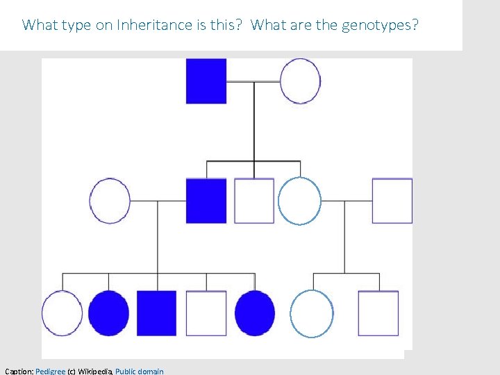 What type on Inheritance is this? What are the genotypes? Caption: Pedigree (c) Wikipedia,