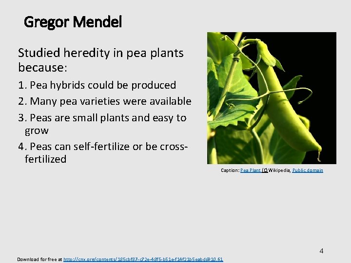 Gregor Mendel Studied heredity in pea plants because: 1. Pea hybrids could be produced