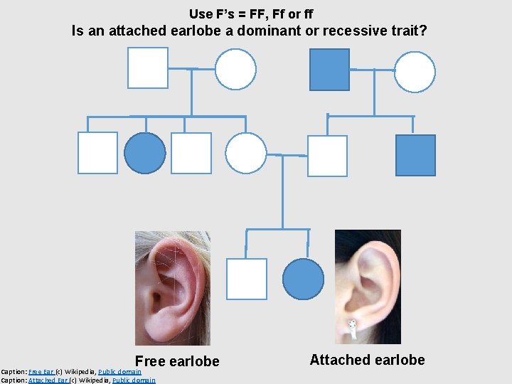 Use F’s = FF, Ff or ff Is an attached earlobe a dominant or