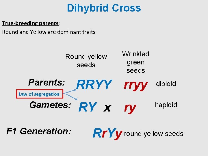 Dihybrid Cross True-breeding parents: Round and Yellow are dominant traits Round yellow seeds Parents: