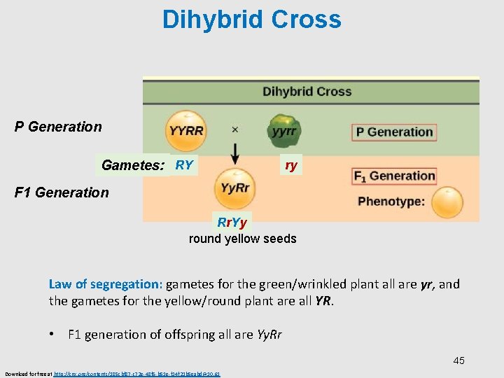 Dihybrid Cross P Generation Gametes: RY ry F 1 Generation Rr. Yy round yellow