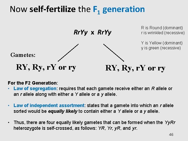 Now self-fertilize the F 1 generation Rr. Yy x Rr. Yy R is Round