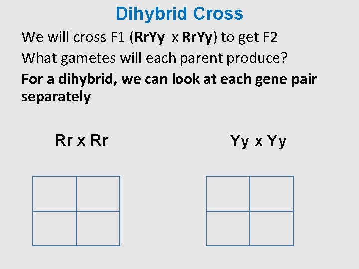 Dihybrid Cross We will cross F 1 (Rr. Yy x Rr. Yy) to get