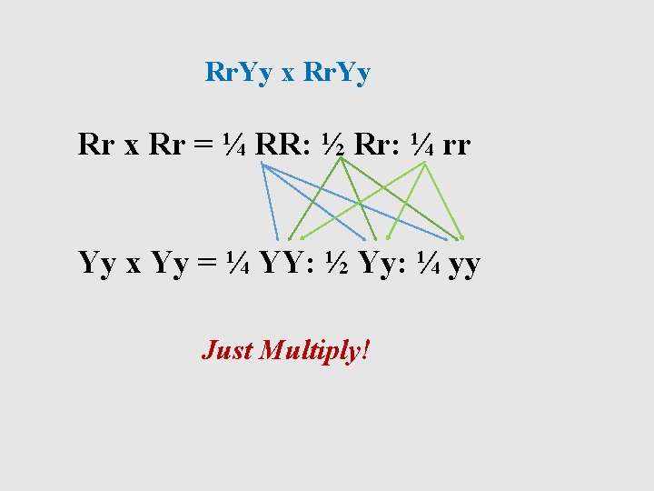 Rr. Yy x Rr. Yy Rr x Rr = ¼ RR: ½ Rr: ¼