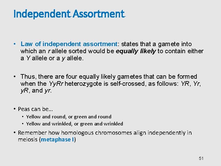 Independent Assortment • Law of independent assortment: states that a gamete into which an