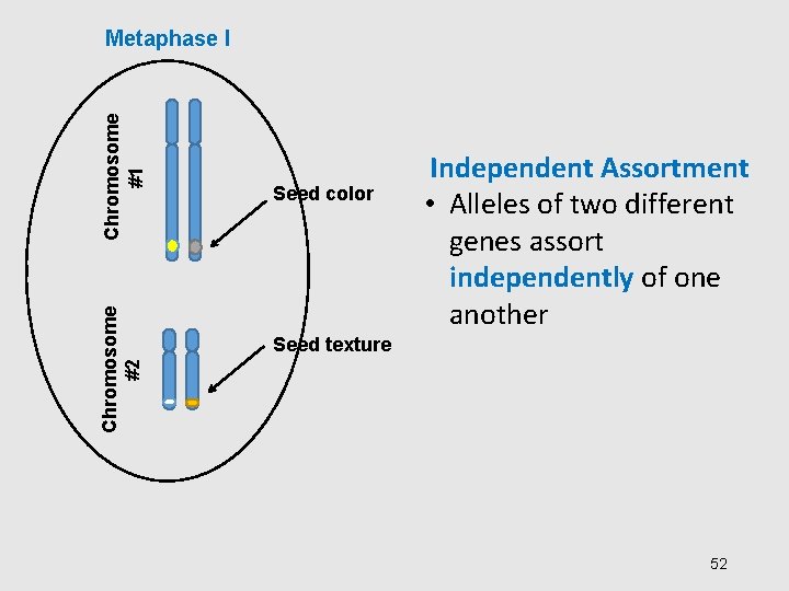 Chromosome #2 Chromosome #1 Metaphase I Seed color Independent Assortment • Alleles of two