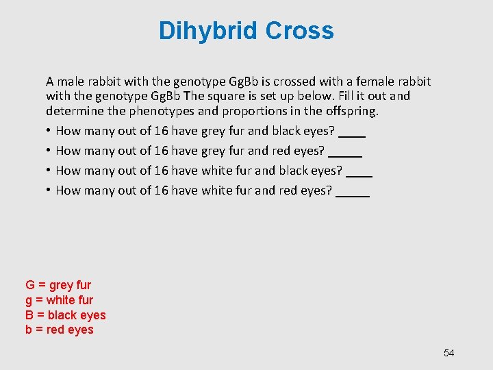 Dihybrid Cross A male rabbit with the genotype Gg. Bb is crossed with a