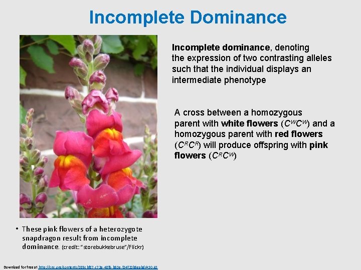 Incomplete Dominance Figure 12. 7 Incomplete dominance, denoting the expression of two contrasting alleles
