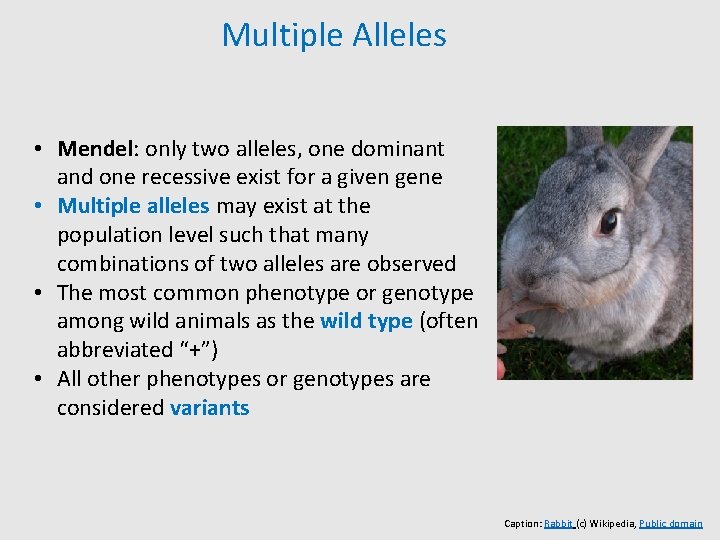 Multiple Alleles • Mendel: only two alleles, one dominant and one recessive exist for