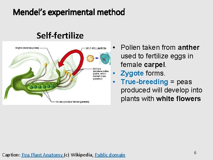 Mendel’s experimental method Self-fertilize • Pollen taken from anther used to fertilize eggs in