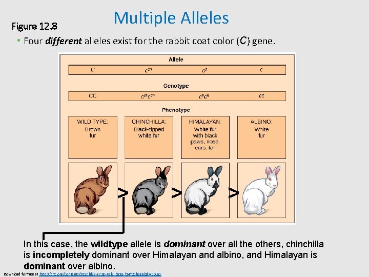 Multiple Alleles Figure 12. 8 • Four different alleles exist for the rabbit coat