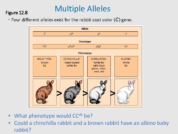 Multiple Alleles Figure 12. 8 • Four different alleles exist for the rabbit coat