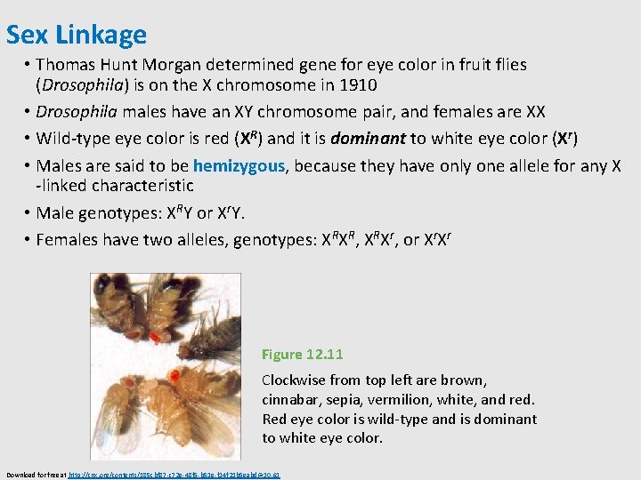 Sex Linkage • Thomas Hunt Morgan determined gene for eye color in fruit flies