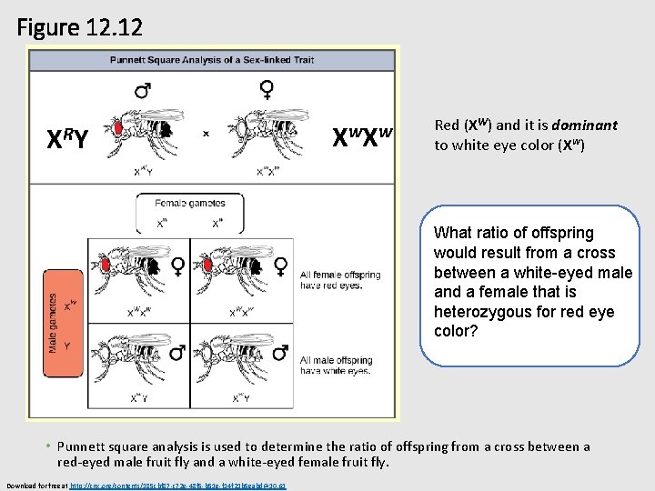 Figure 12. 12 XRY X w Red (XW) and it is dominant to white