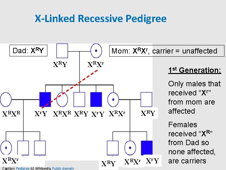 X-Linked Recessive Pedigree Dad: XRY Mom: XRXr, carrier = unaffected X RY X RX