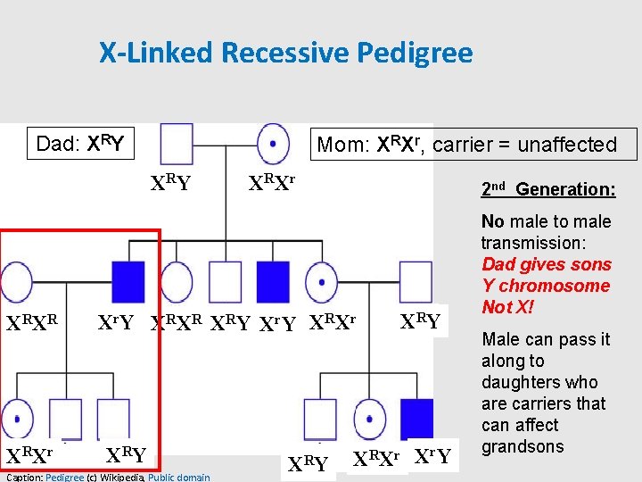 X-Linked Recessive Pedigree Dad: XRY Mom: XRXr, carrier = unaffected X RY X RX