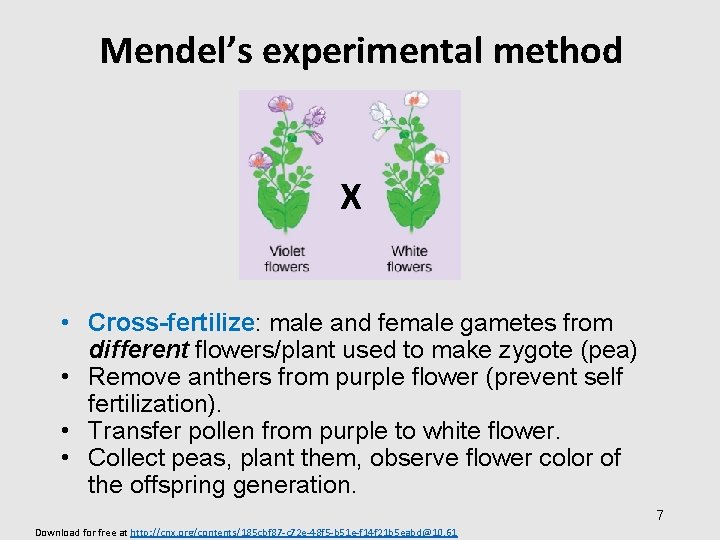 Mendel’s experimental method X • Cross-fertilize: male and female gametes from different flowers/plant used