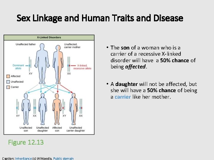 Sex Linkage and Human Traits and Disease • The son of a woman who
